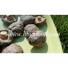 Calificación de un hongo shiitake suave de vegetales secos naturales